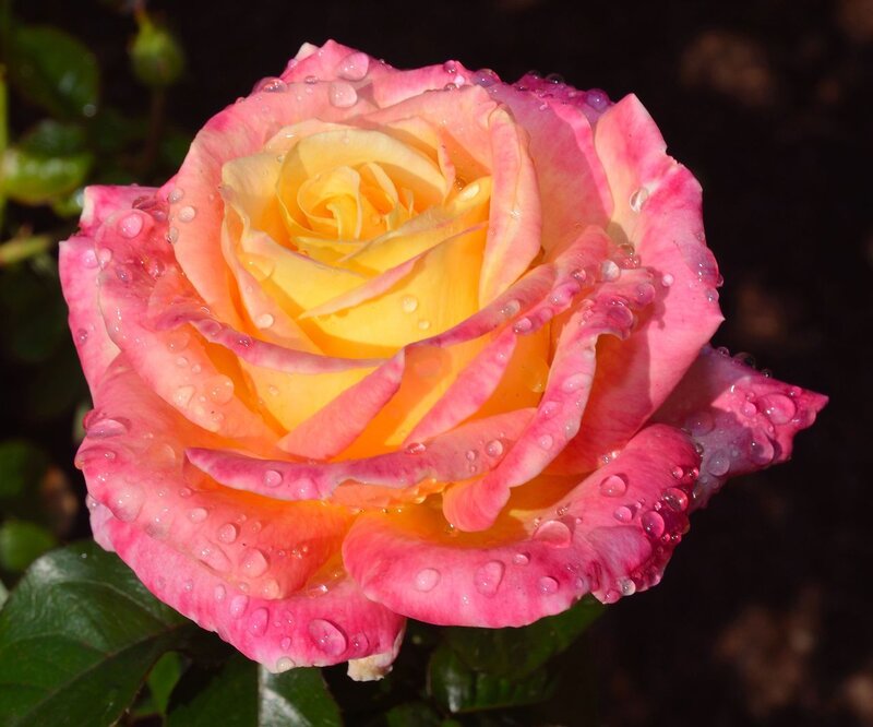 Pink and Yellow Rose — Serene, Morning