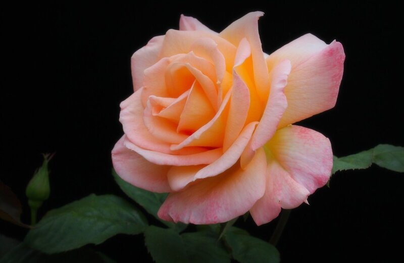 Pink and Yellow Rose — Serene, Photograph, Bud