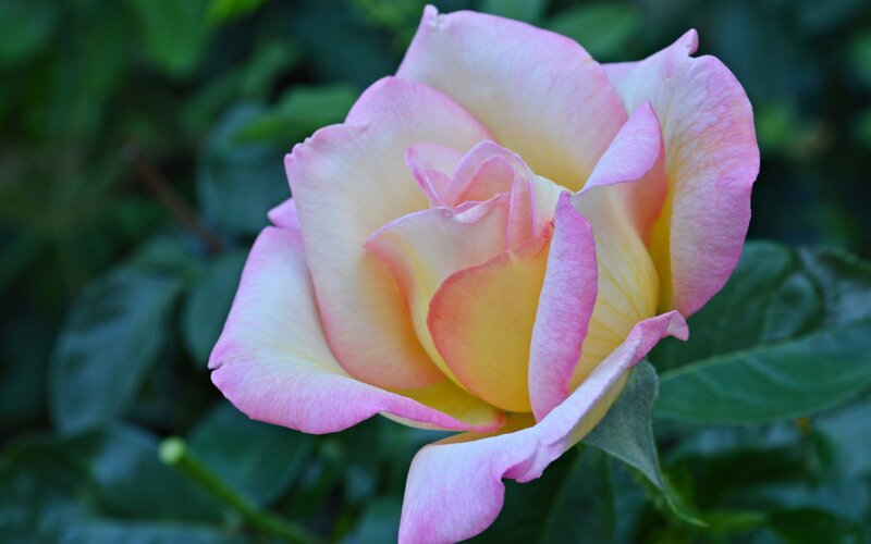 Pink and Yellow Rose — Serene, Photograph, Flower, Leaves