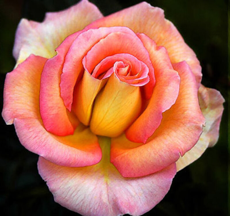 Pink and Yellow Rose — Serene, Photograph, Flower, Petals