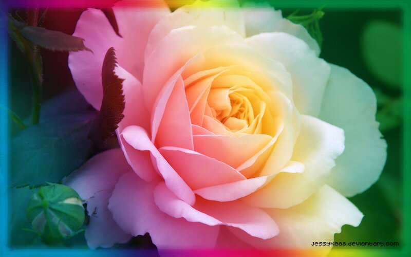Pink and Yellow Rose — Serene, Photograph, Leaf