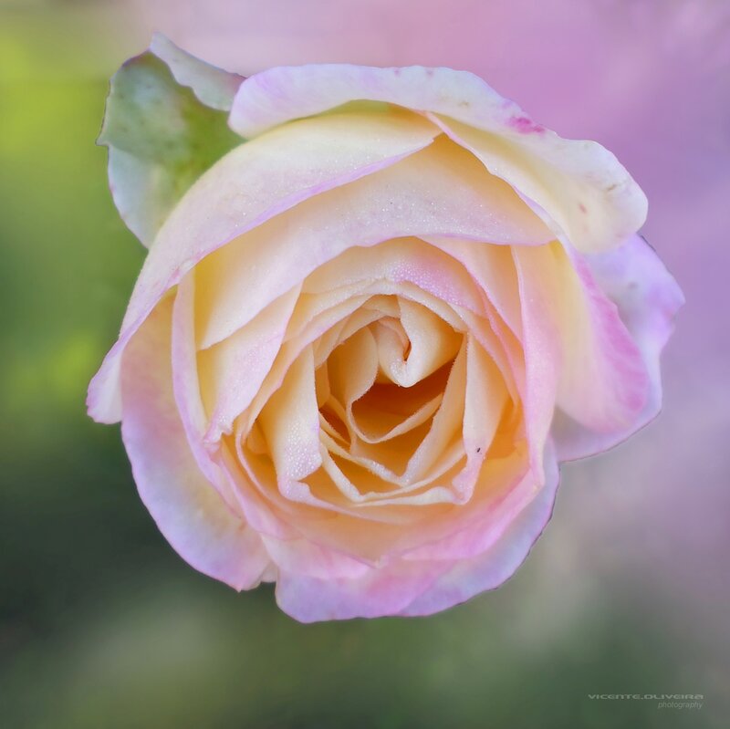 Pink and Yellow Rose — Serene, Photograph, Petals, Bud