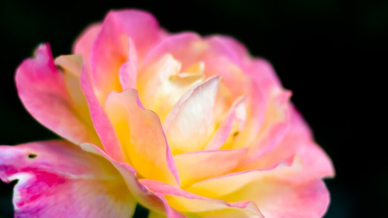 Pink and Yellow Rose — Serene, Photograph, Petals, Dark Background