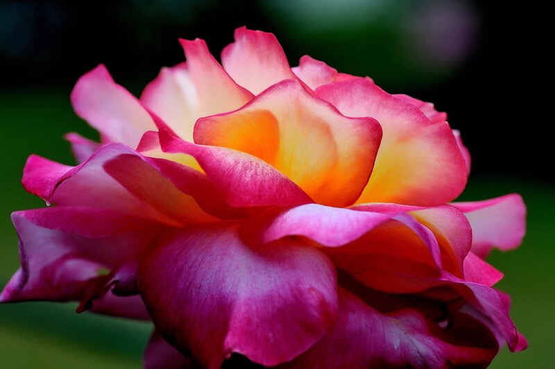 Pink and Yellow Rose — Serene, Photograph, Petals, Green Background
