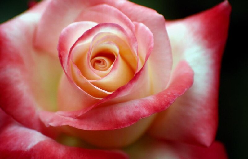 Pink and Yellow Rose — Serene, Photograph