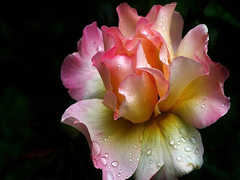 Pink and Yellow Rose — Serene, Photograph, Water Droplets