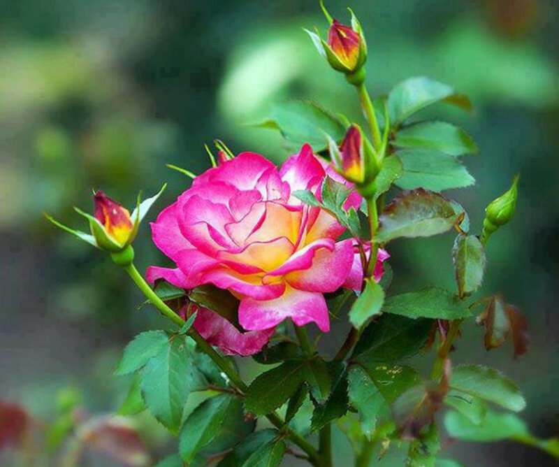 Pink and Yellow Rose — Serene, Spring