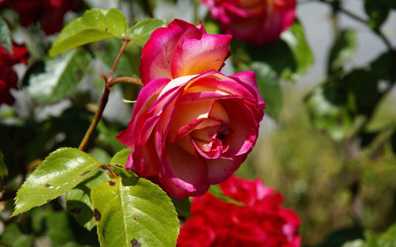 Pink and Yellow Rose — Serene
