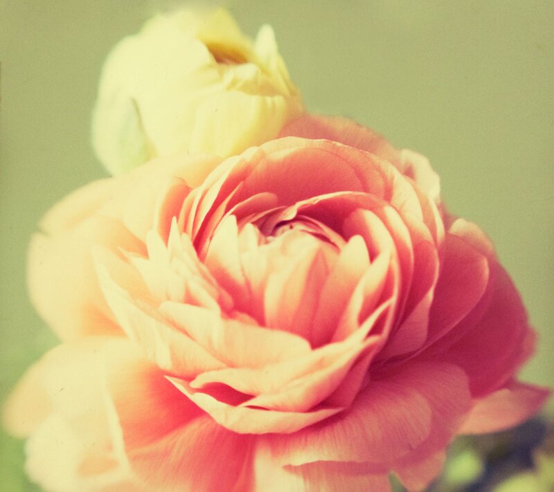 Pink and Yellow Rose — Soft