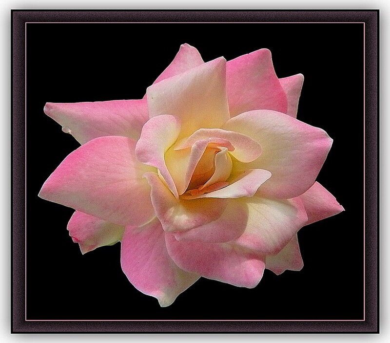 Pink and Yellow Rose