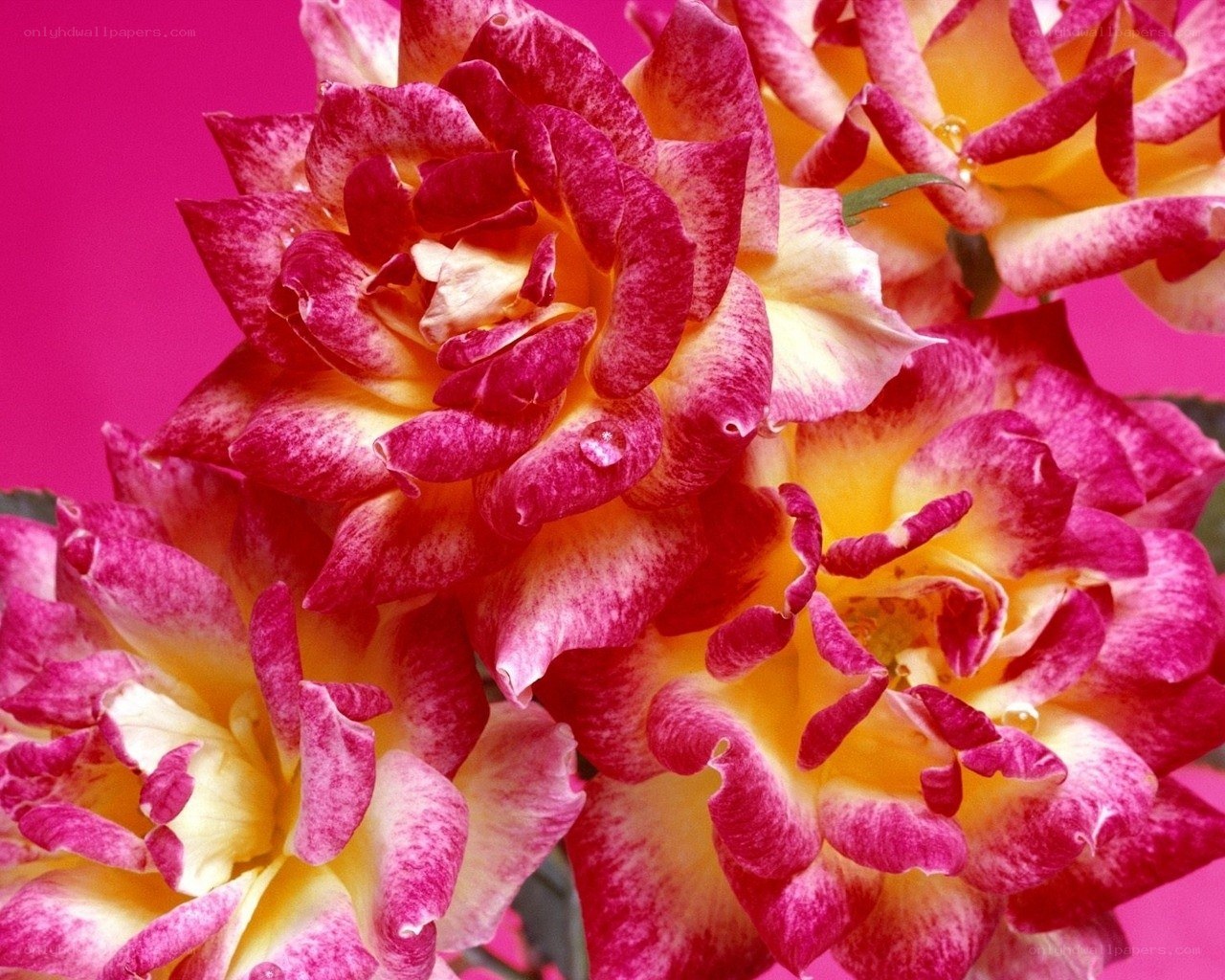 Pink and yellow roses