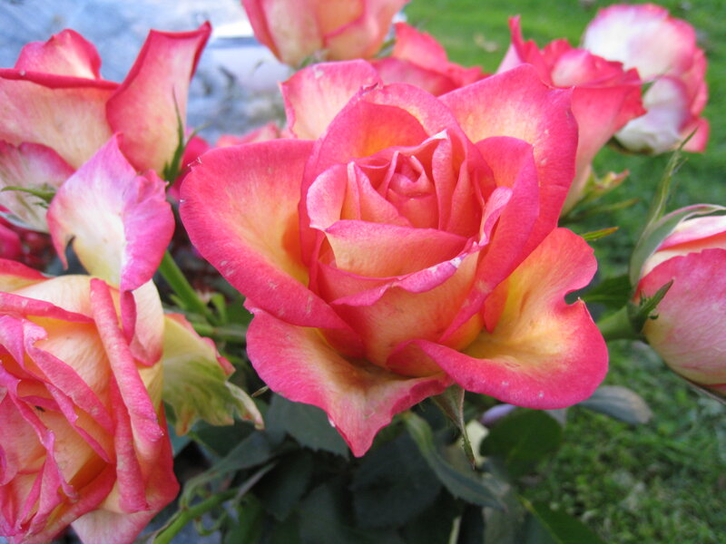 Pink and Yellow Roses — Calm, Afternoon