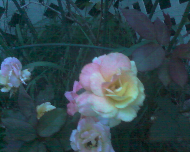 Pink and Yellow Roses — Calm, Night