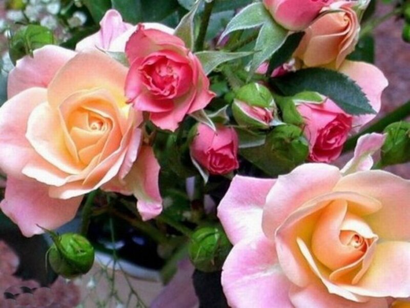 Pink and Yellow Roses — Calm, Photograph, Buds