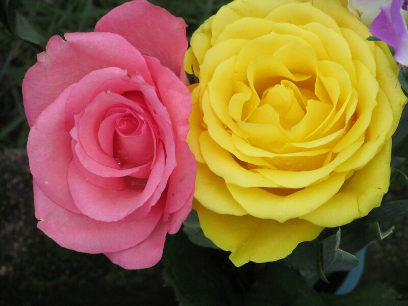 Pink and Yellow Roses — Calm, Photograph, Green Leaves
