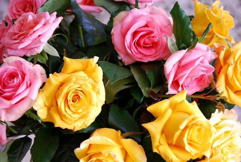 Pink and Yellow Roses — Calm, Photograph