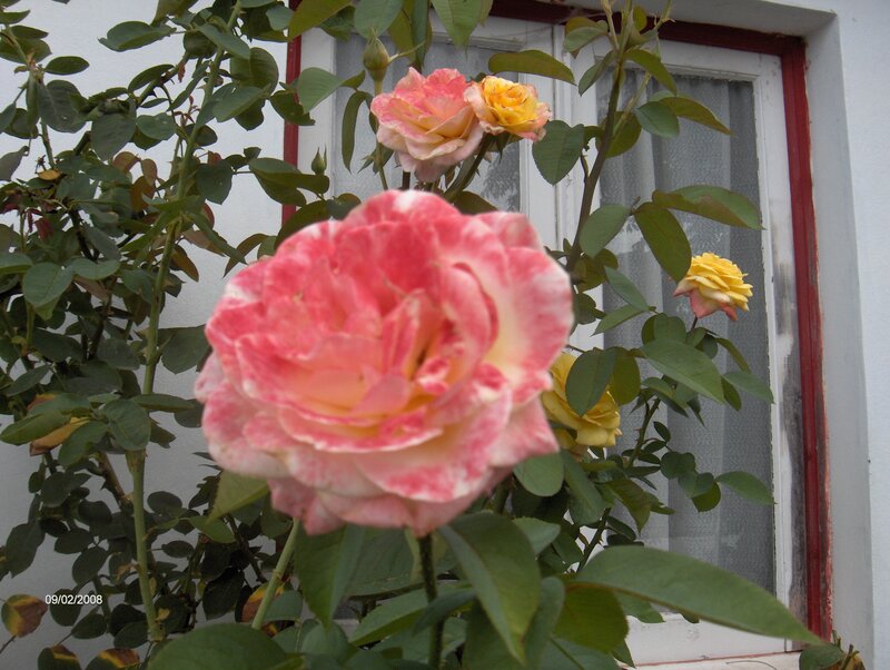 Pink and Yellow Roses — Calm, Spring