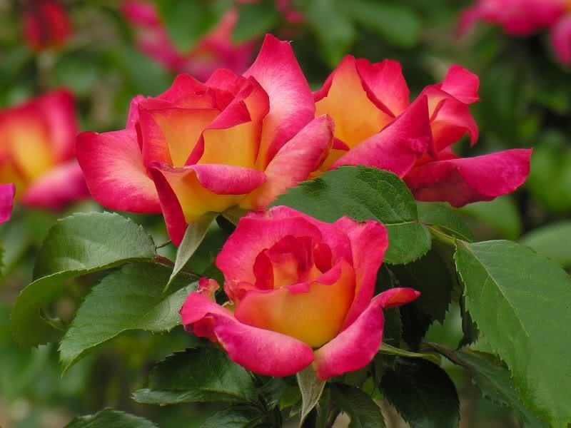 Pink and Yellow Roses — Calm, Summer