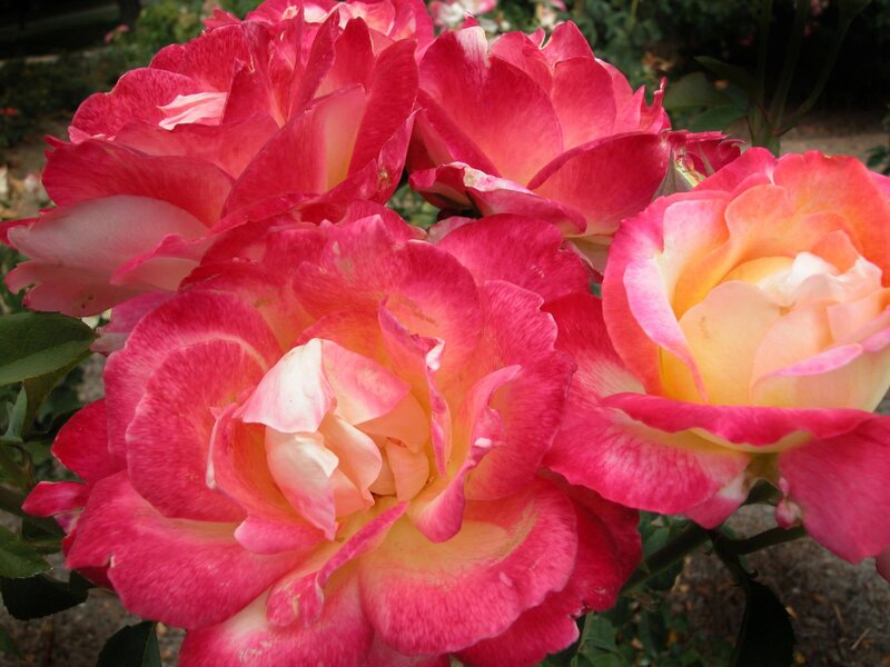 Pink and Yellow Roses — Calm