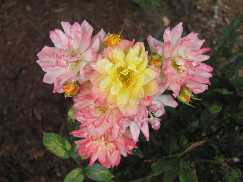 Pink and yellow roses in bloom