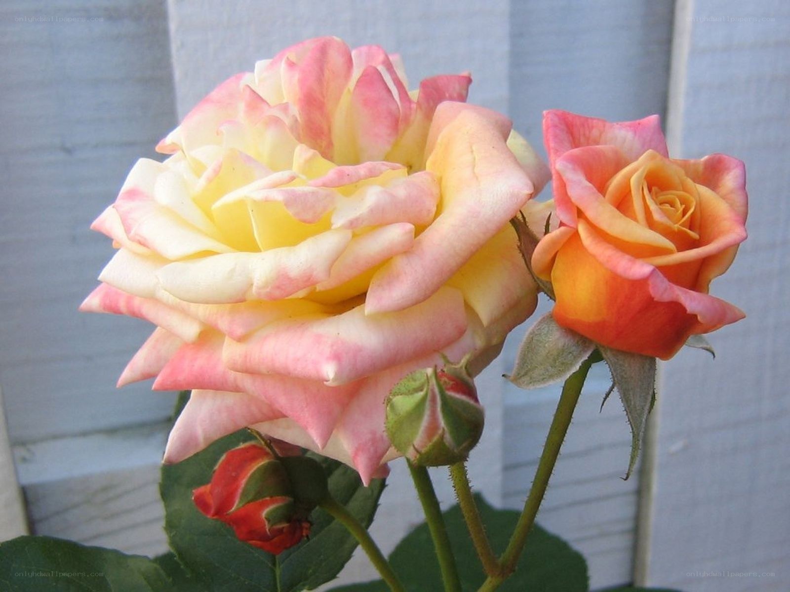 Pink and yellow roses in bloom