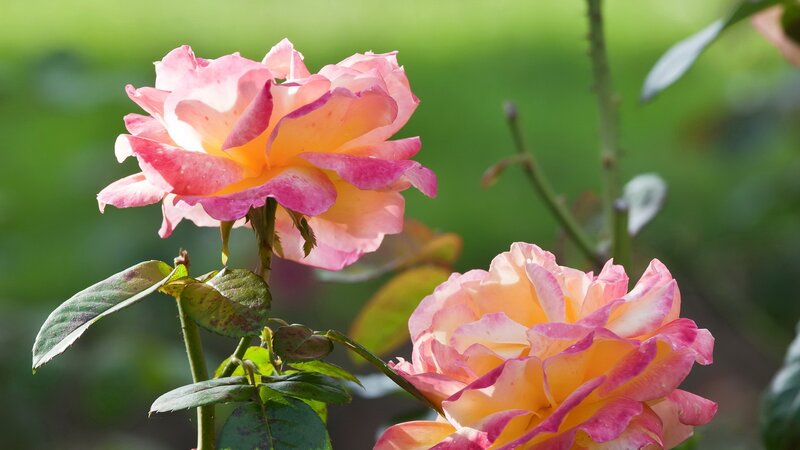 Pink and yellow roses in garden