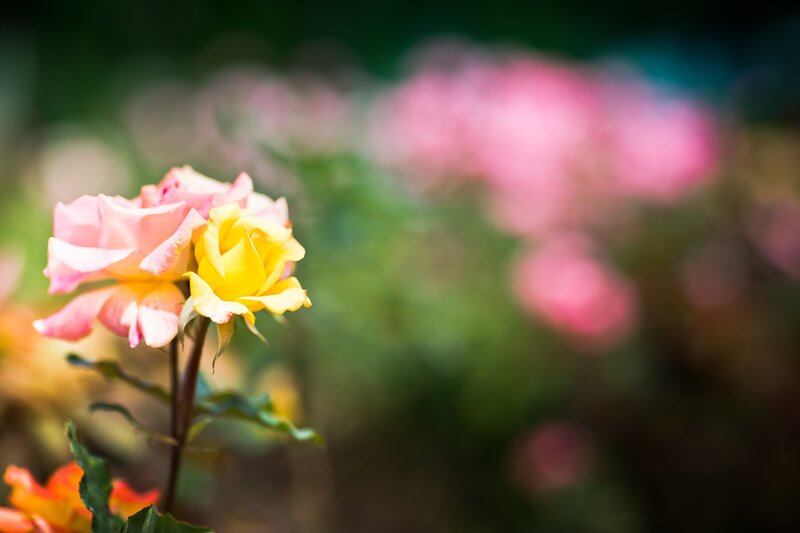Pink and yellow roses in garden