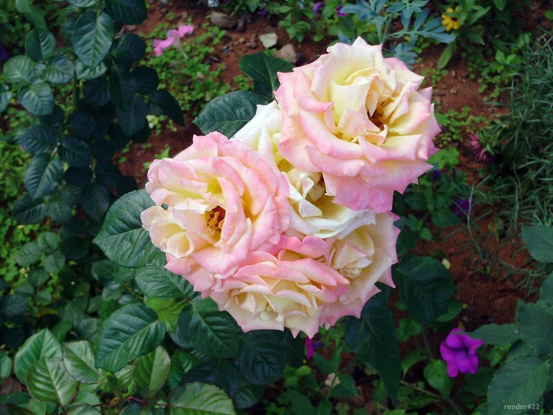 Pink and yellow roses in garden