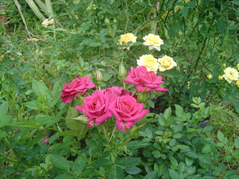 Pink and yellow roses in garden