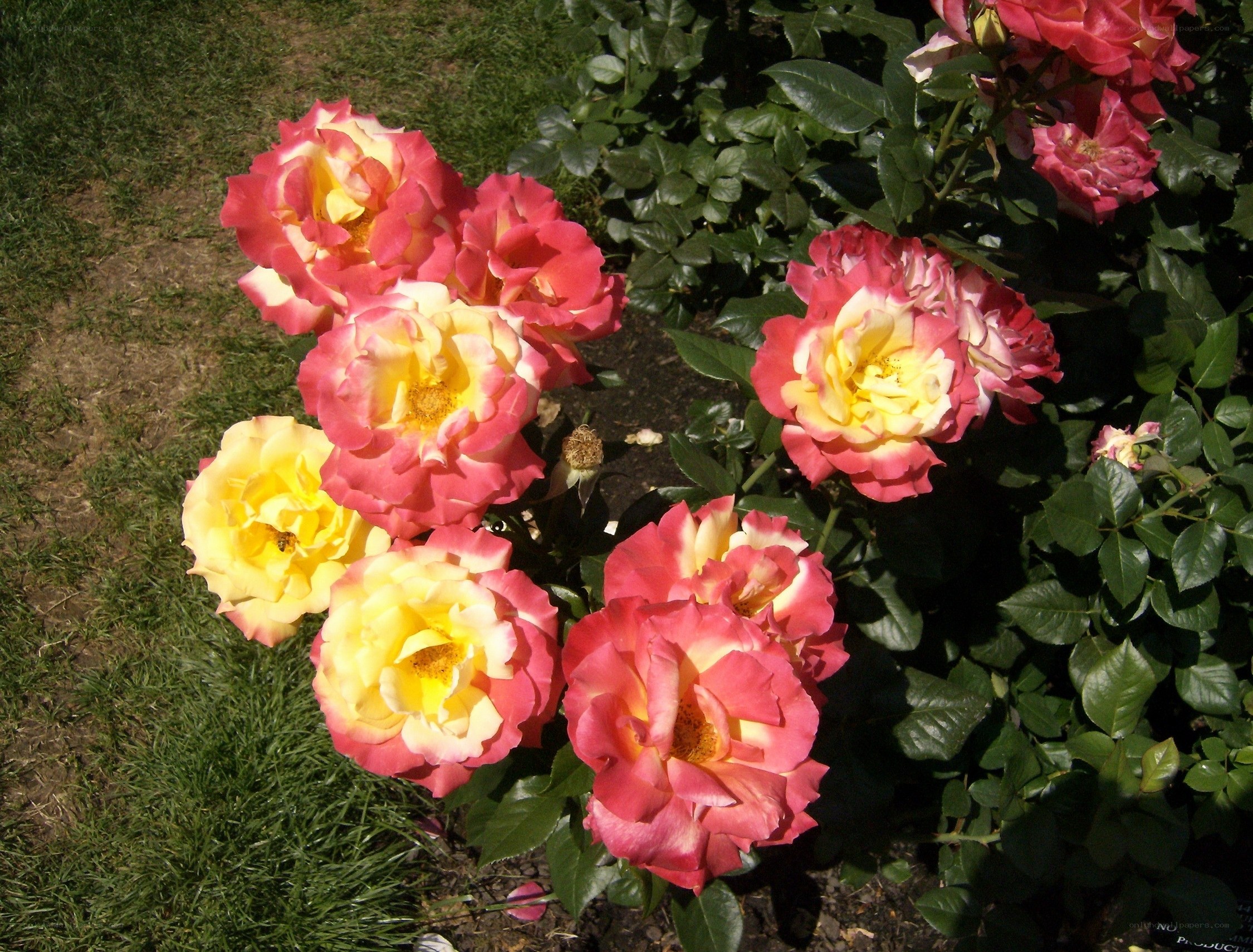 Pink and yellow roses in garden