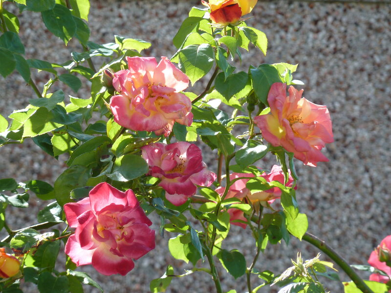 Pink and Yellow Roses — Serene, Afternoon