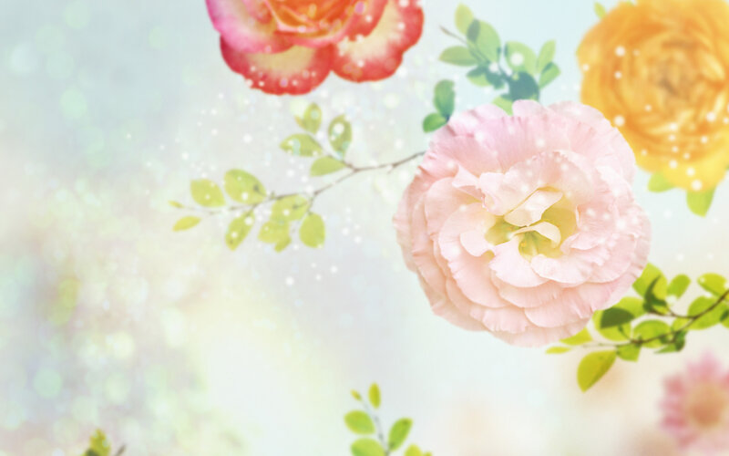 Pink and Yellow Roses — Serene, Illustration