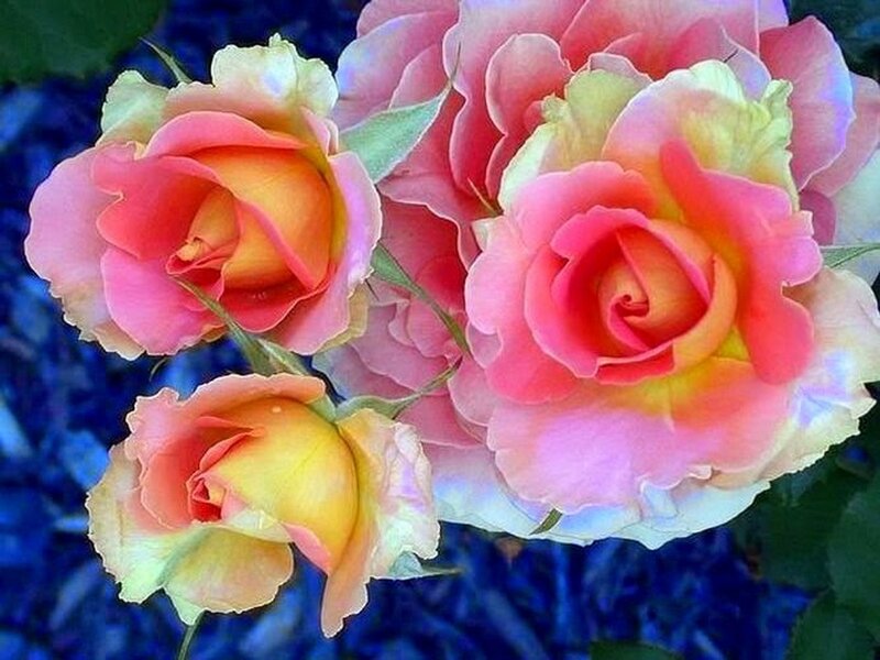 Pink and Yellow Roses — Serene, Photograph, Flowers, Leaves