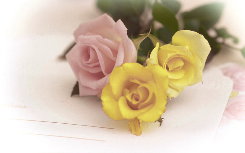 Pink and Yellow Roses — Serene, Photograph, Flowers