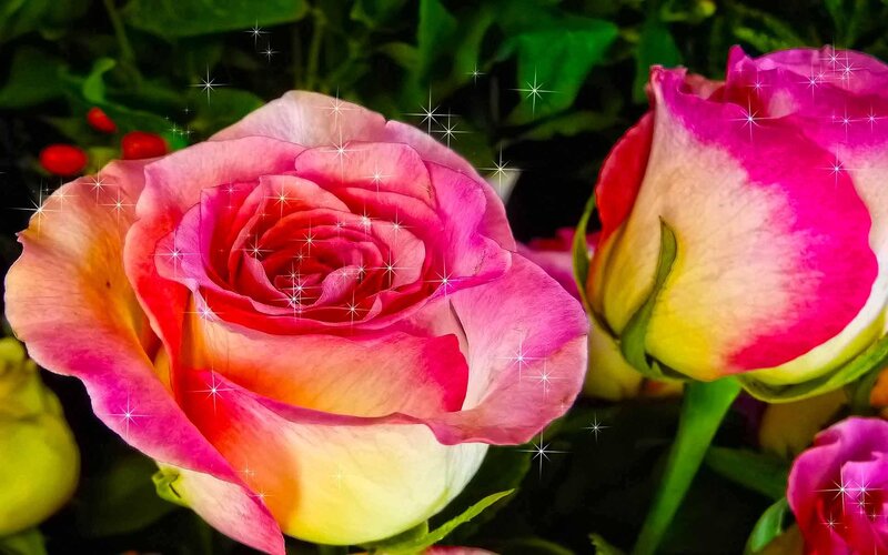 Pink and Yellow Roses — Serene, Photograph, Green Leaves