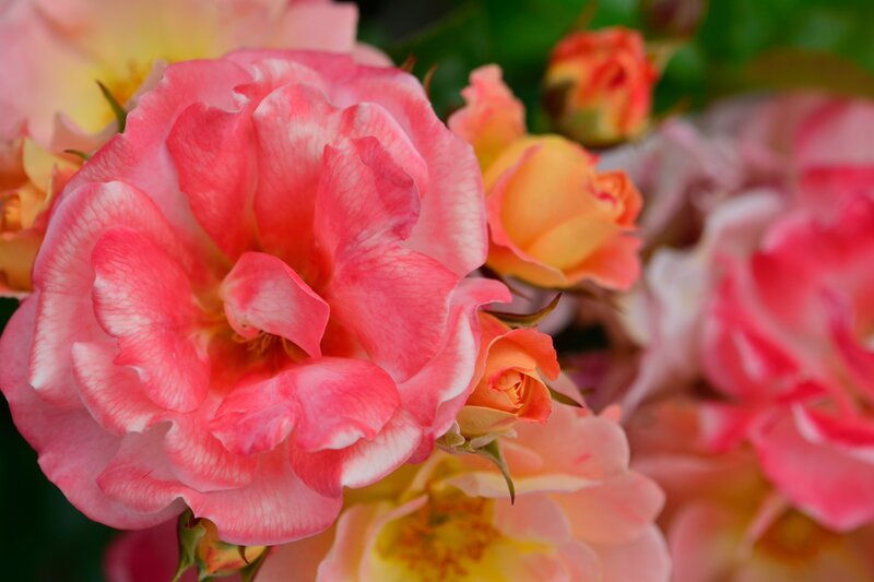 Pink and Yellow Roses — Serene, Spring