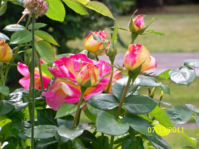Pink and Yellow Roses — Serene, Summer