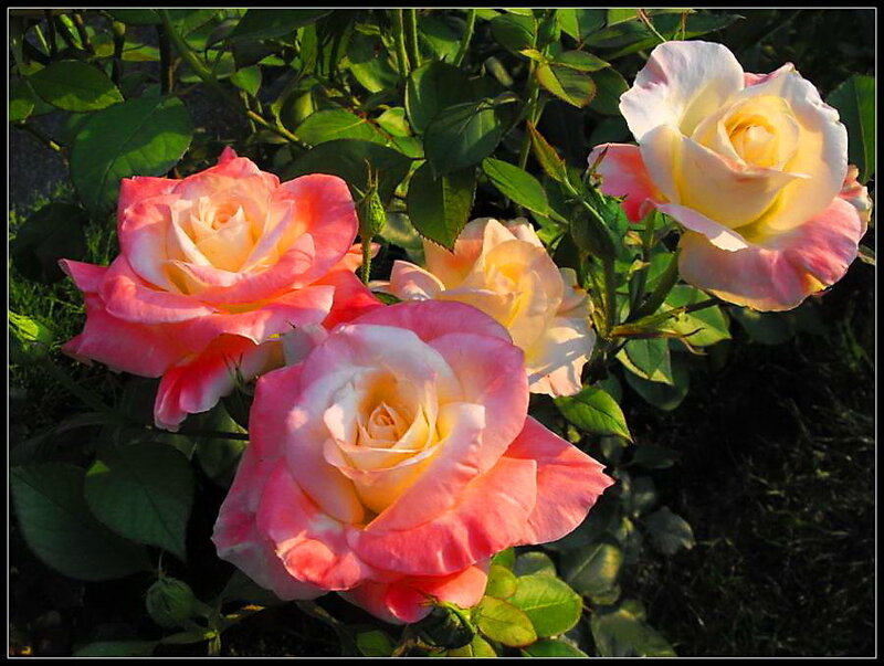 Pink and Yellow Roses — Serene