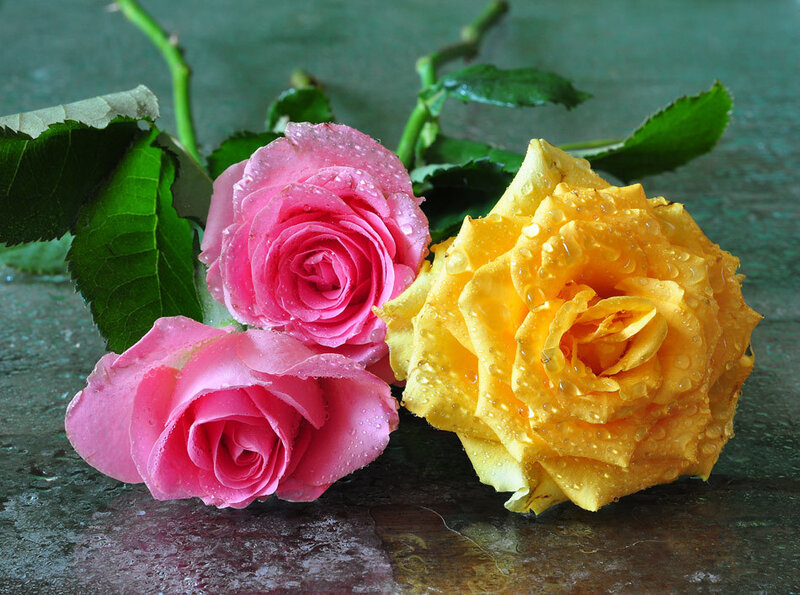 Pink and yellow roses with dew