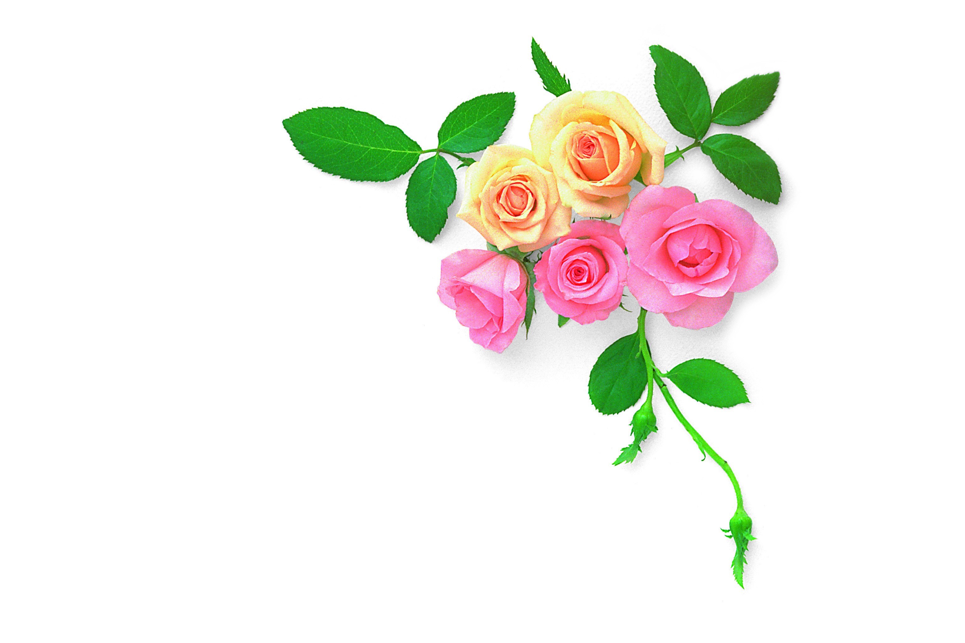 pink and yellow roses