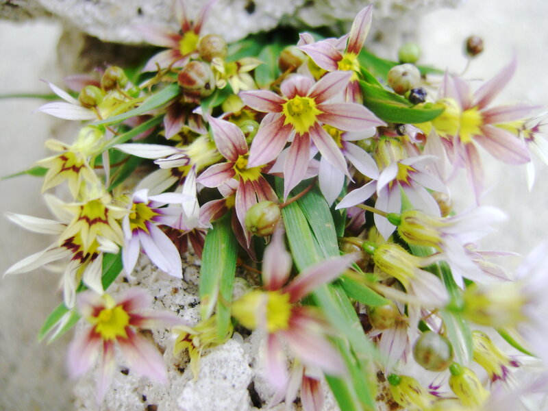 Pink and yellow star-shaped flowers