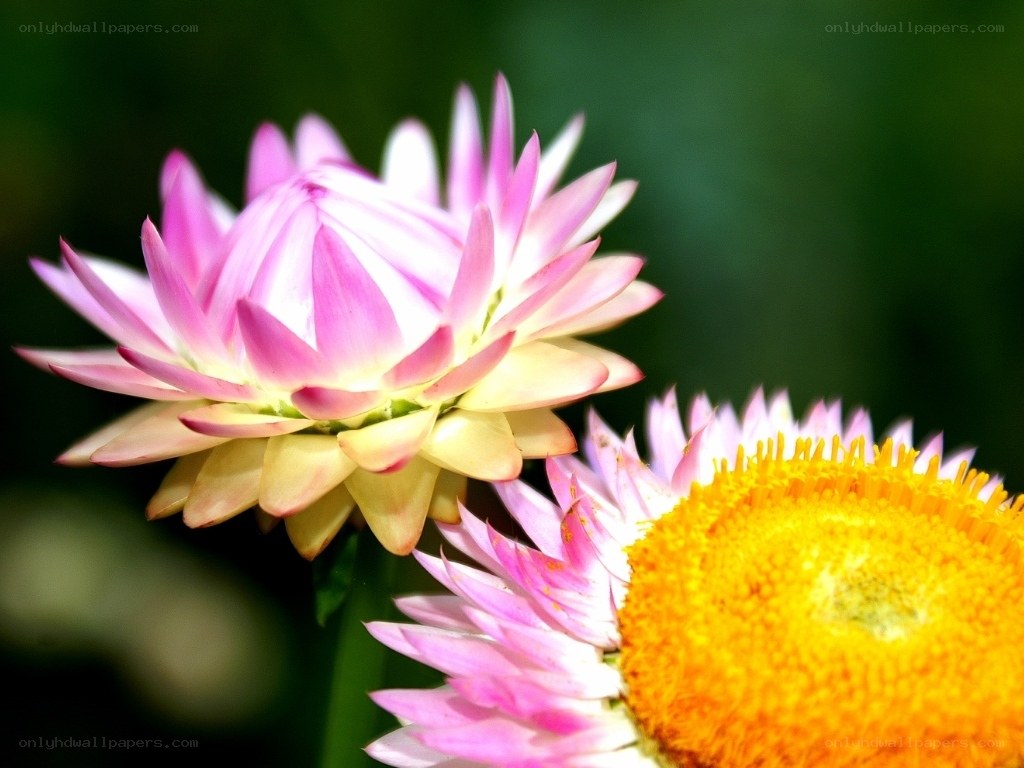 Pink and yellow strawflowers
