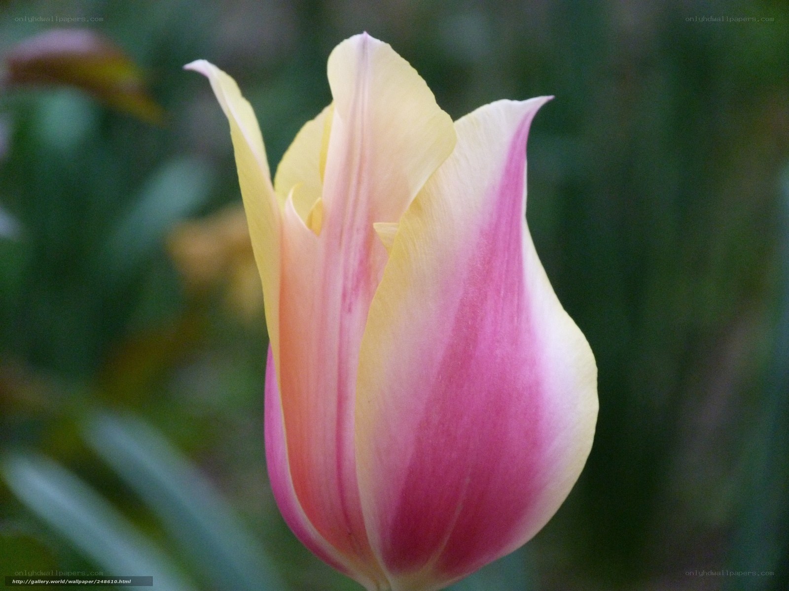 Pink and yellow tulip bloom