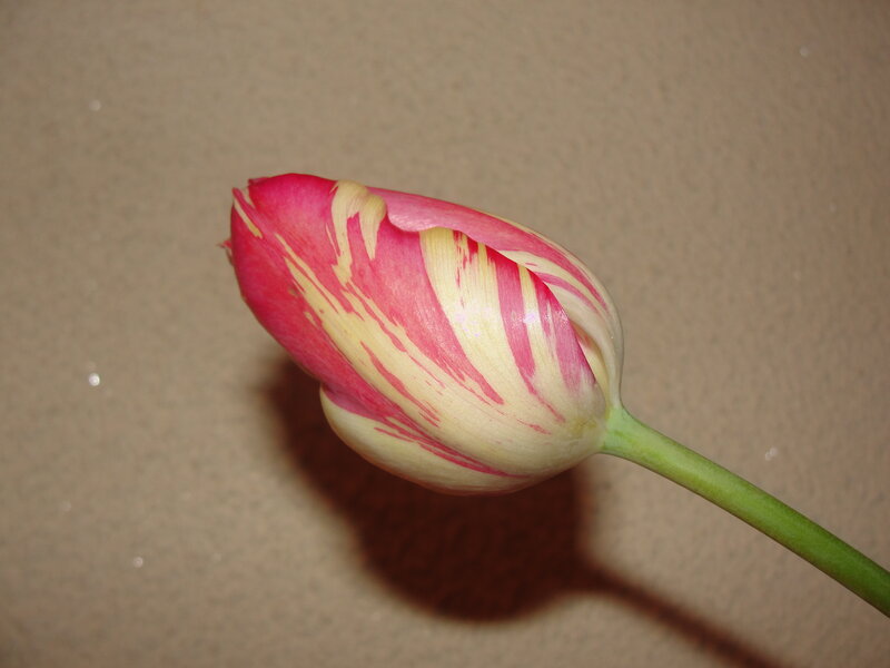 Pink and yellow tulip bud