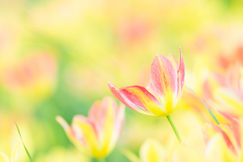 Pink and Yellow Tulip — Serene, Spring, Photograph