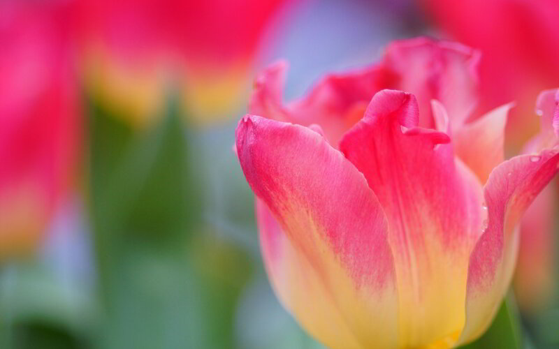Pink and Yellow Tulip — Serene, Spring