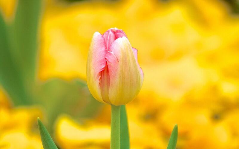 Pink and Yellow Tulip — Serene