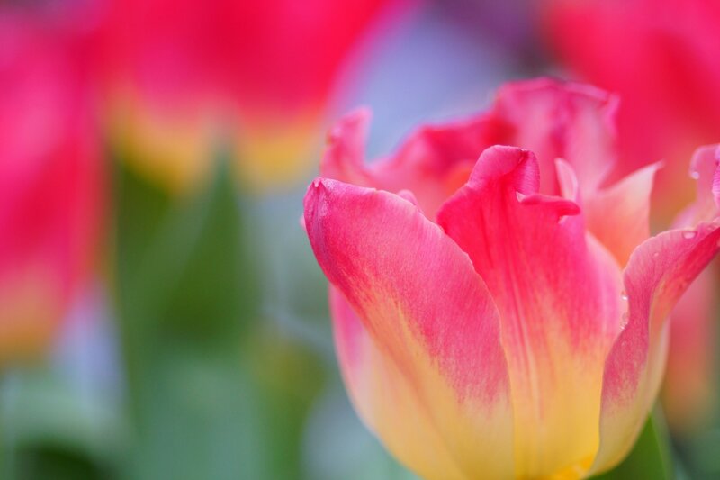 Pink and Yellow Tulip