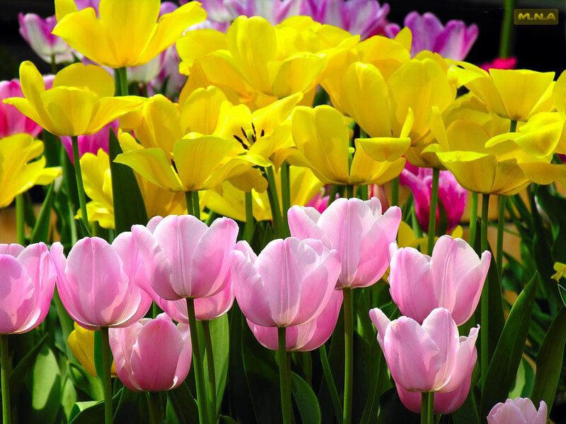 Pink and Yellow Tulips — Bright, Spring, Photograph