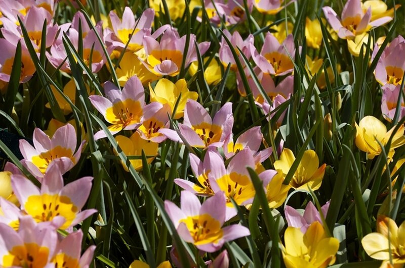 Pink and Yellow Tulips — Bright, Spring